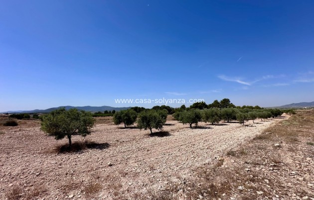 Herverkoop - Land - Monóvar - Inland