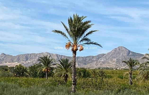 Resale - Country Property/Finca - Albatera - Inland